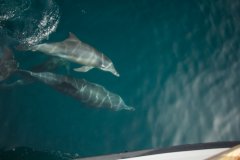 04-Indo-Pacific bottlenose dolphins